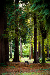 Location Pet Photographer London