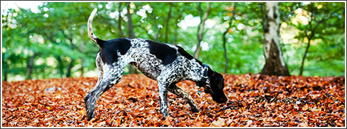 English Pointer